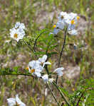 Sticky nightshade